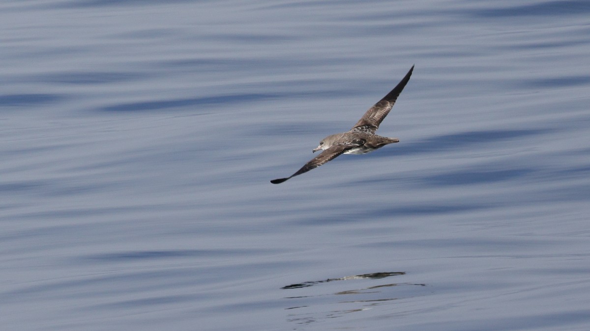 Розовоногий буревестник - ML646676195