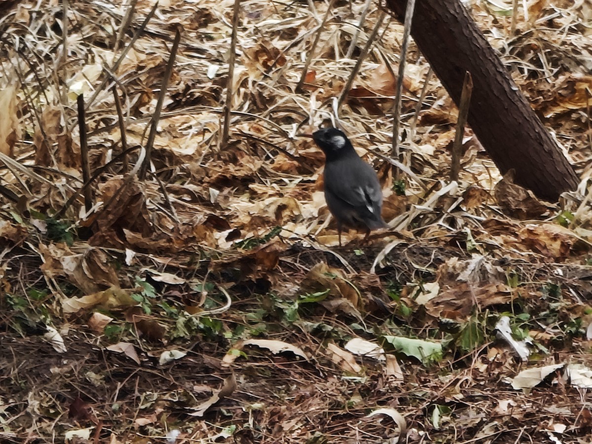 Серый скворец - ML646676196