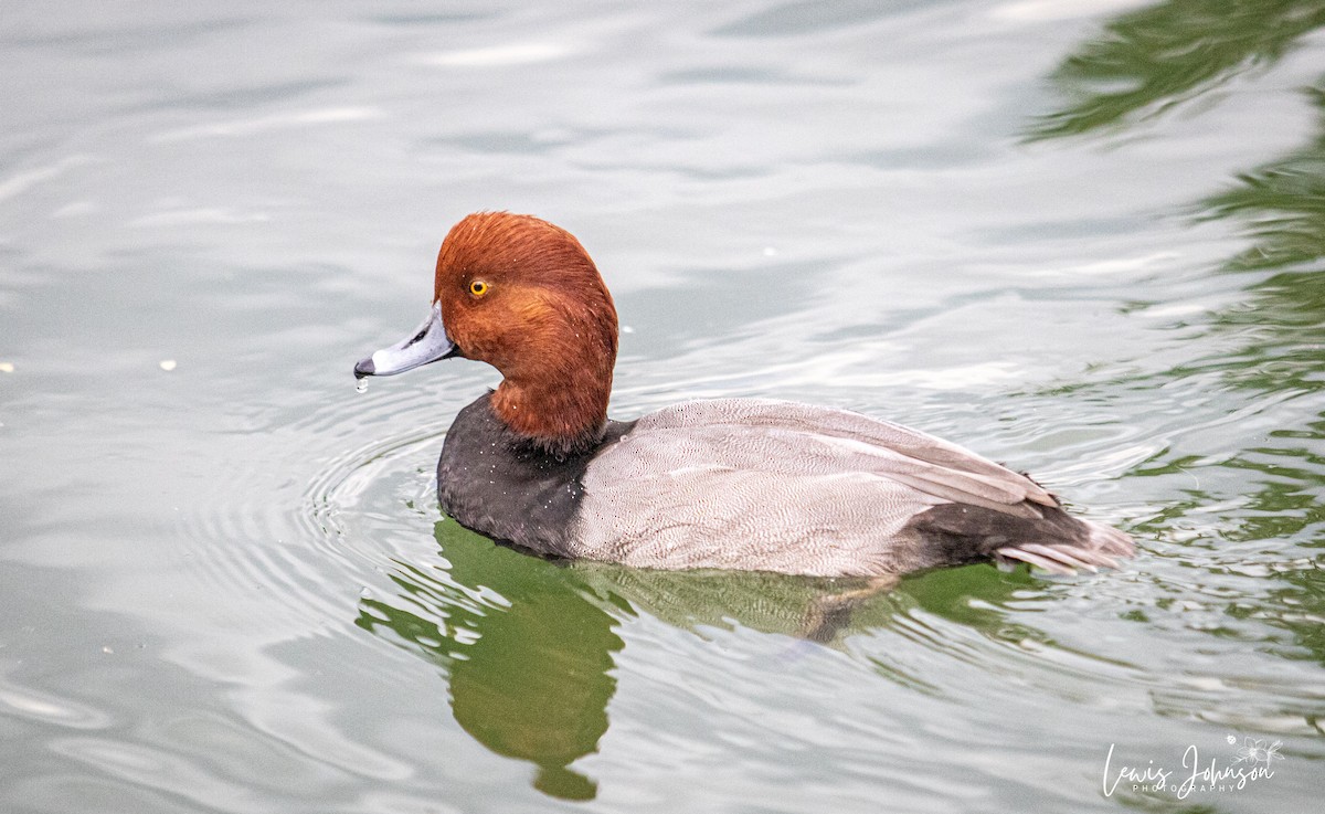 Американский нырок - ML646676201