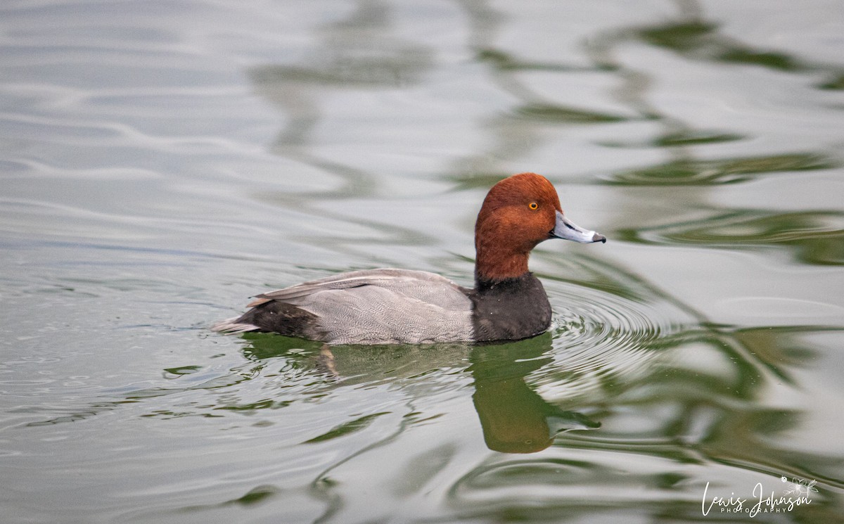 Американский нырок - ML646676202