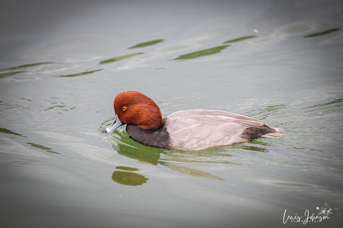 Американский нырок - ML646676203