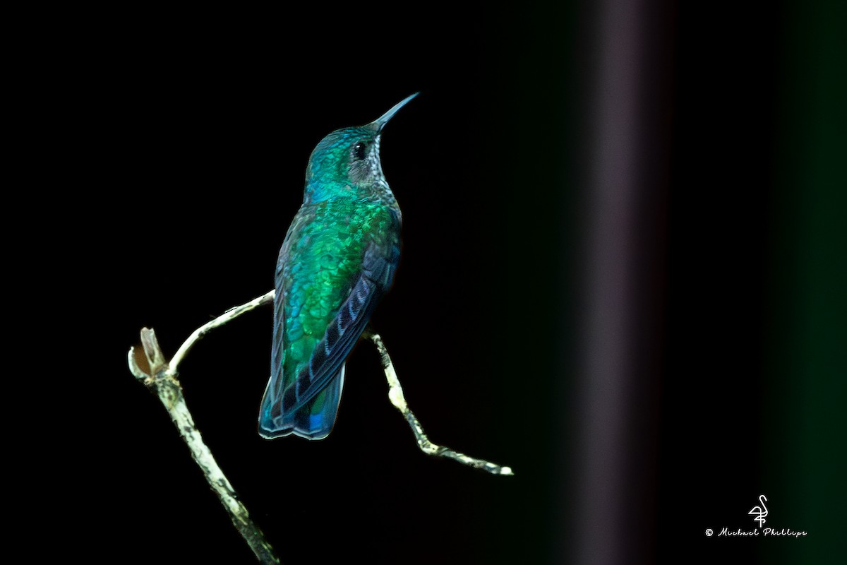 Ошейниковый якобин - ML646676204