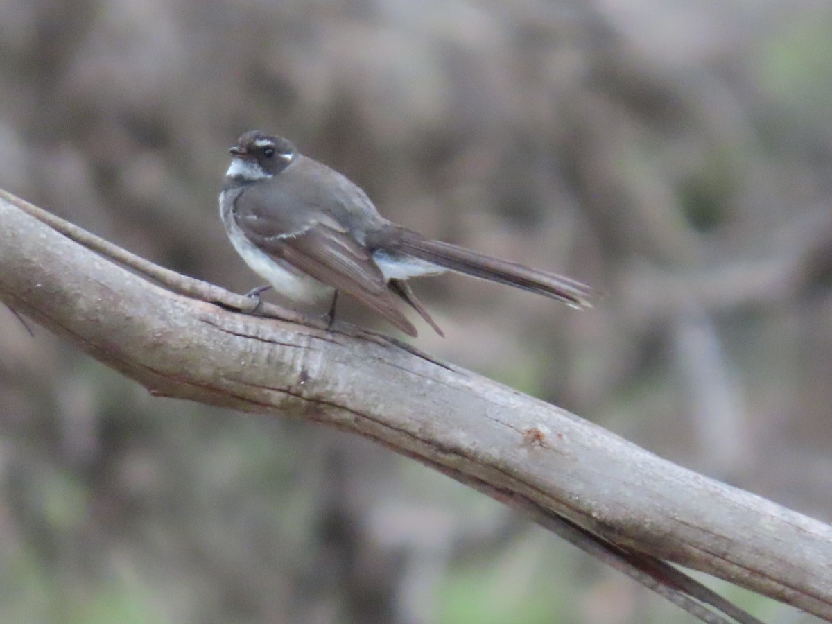 Серая веерохвостка (alisteri) - ML646676205