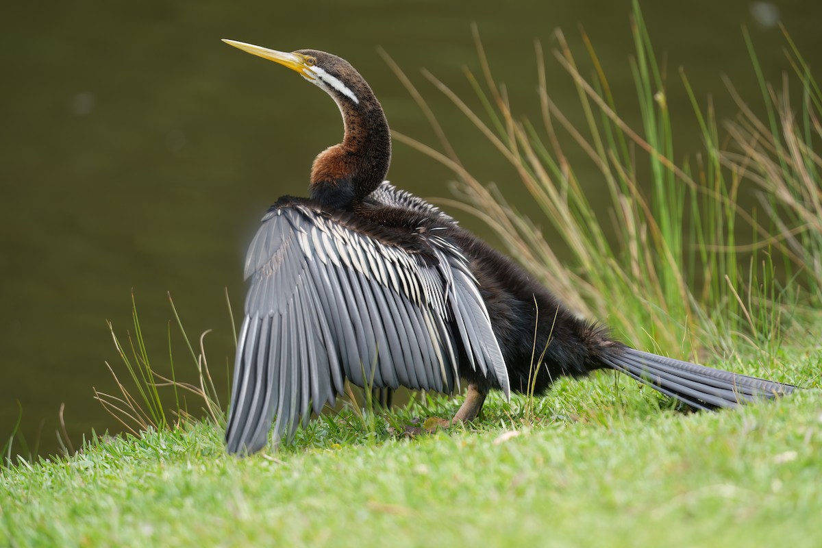 Австралийская змеешейка - ML646676208