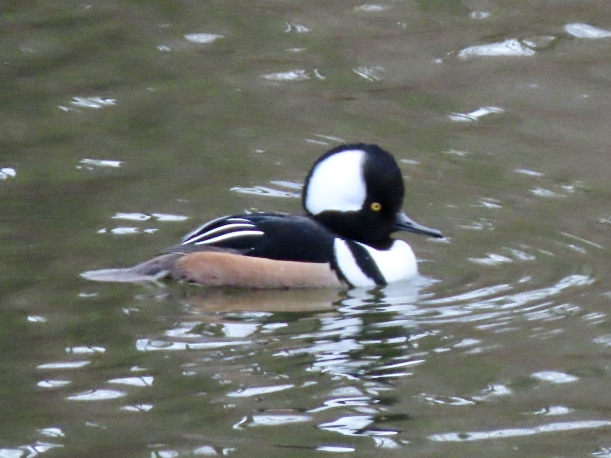 Капюшоновый крохаль - ML646676210