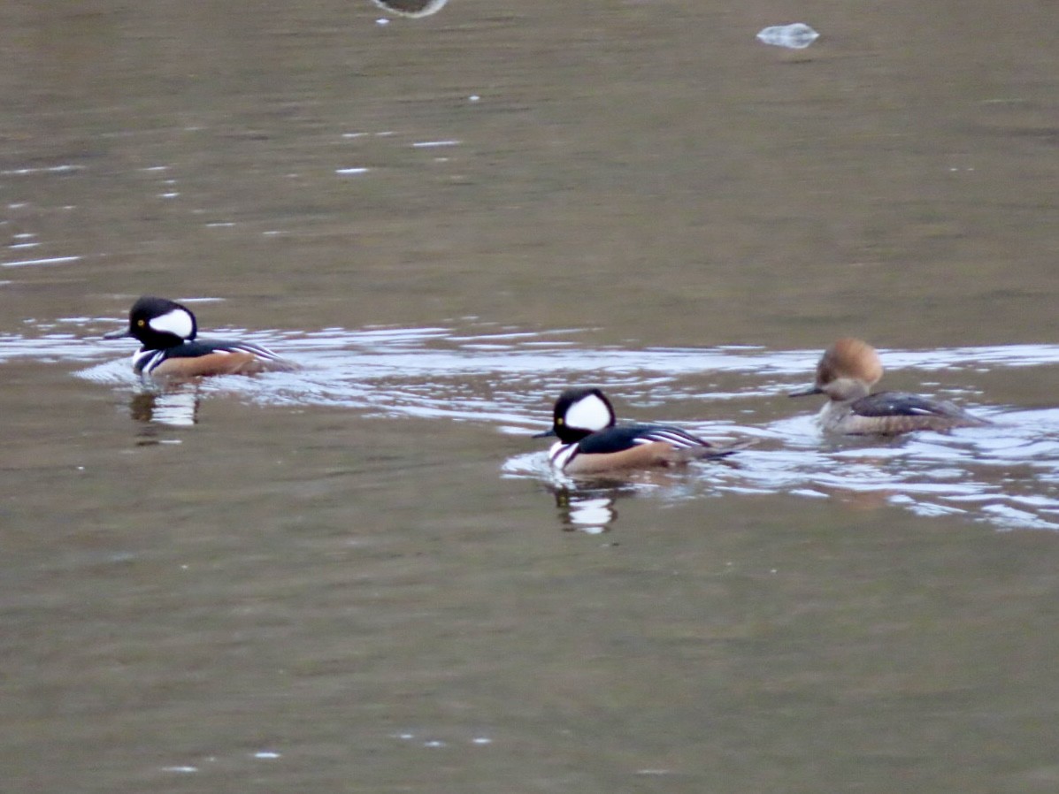 Капюшоновый крохаль - ML646676211