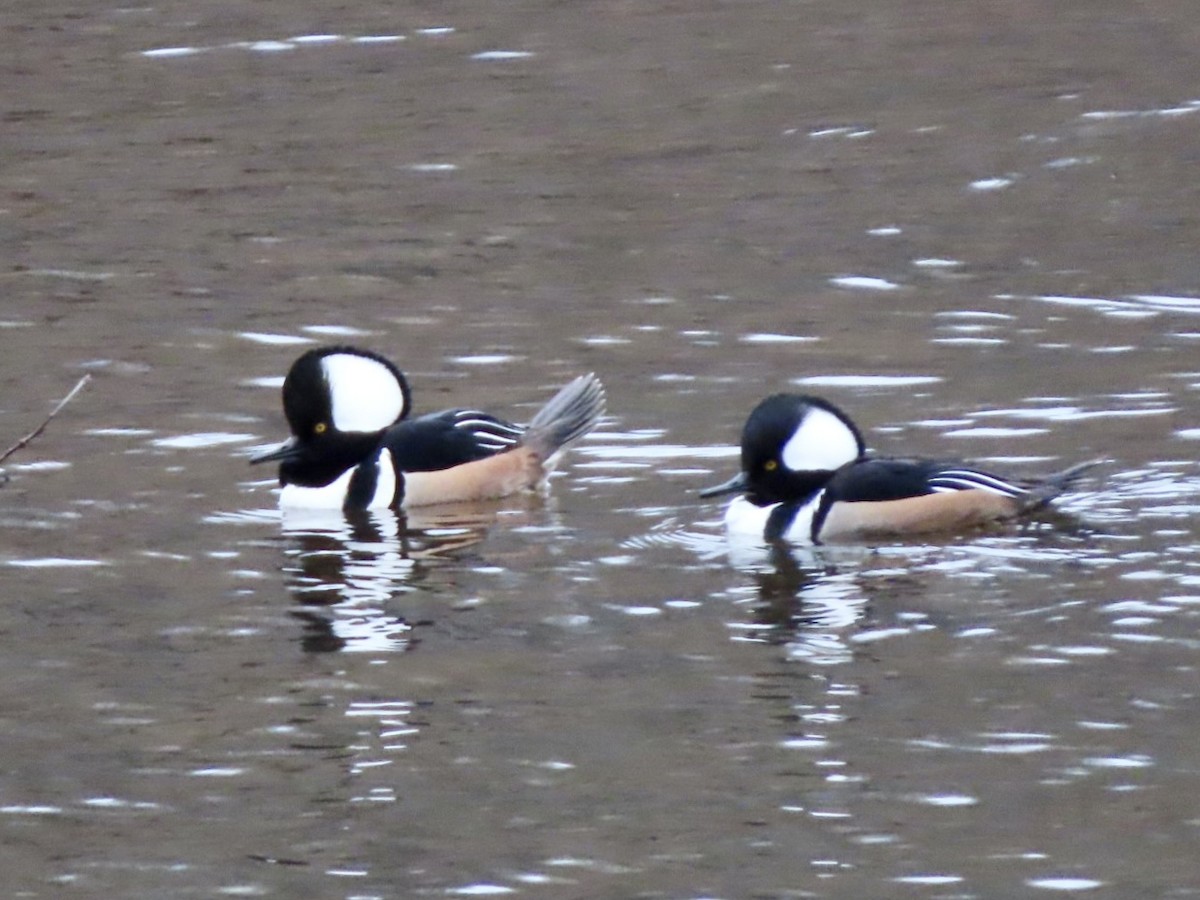 Капюшоновый крохаль - ML646676212