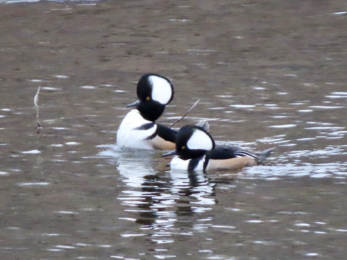 Капюшоновый крохаль - ML646676213