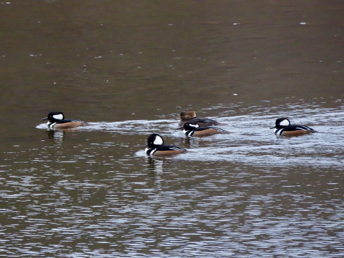 Капюшоновый крохаль - ML646676214