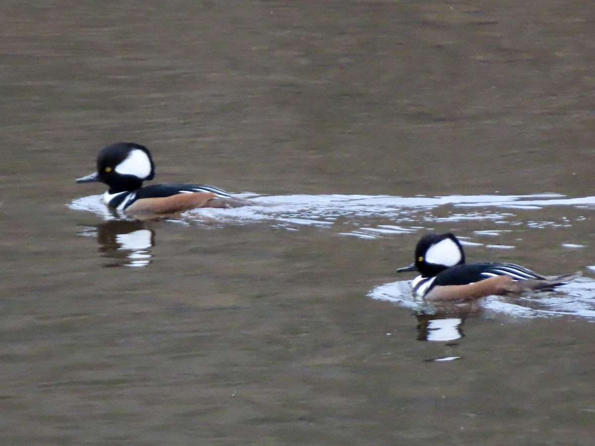 Капюшоновый крохаль - ML646676215