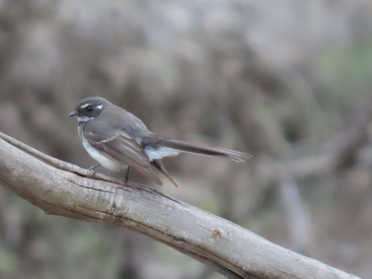 Серая веерохвостка (alisteri) - ML646676216