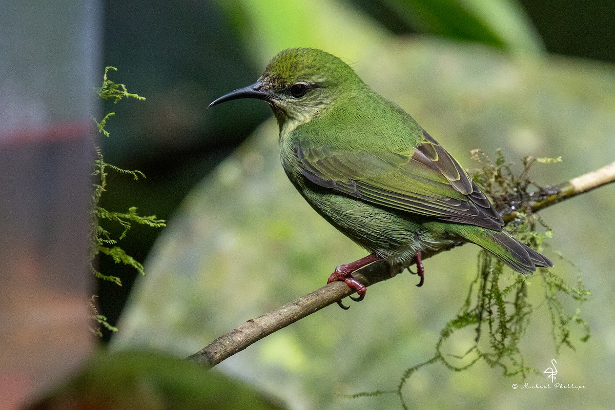 Красноногий саи - ML646676217