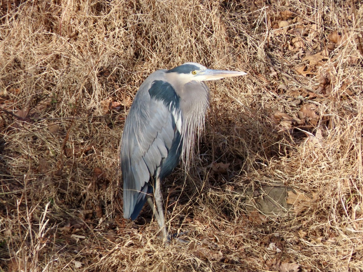 Большая голубая цапля - ML646676218