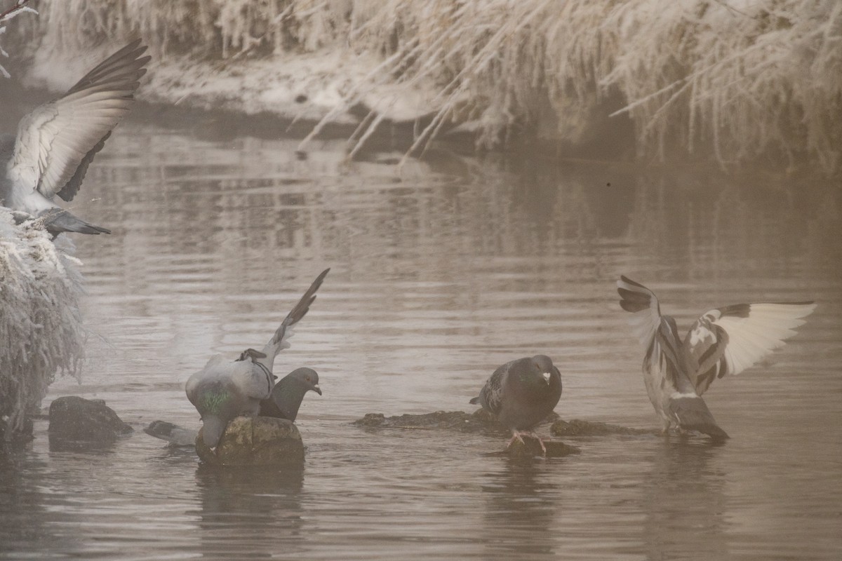 Сизый голубь (Одомашненного типа) - ML646676219