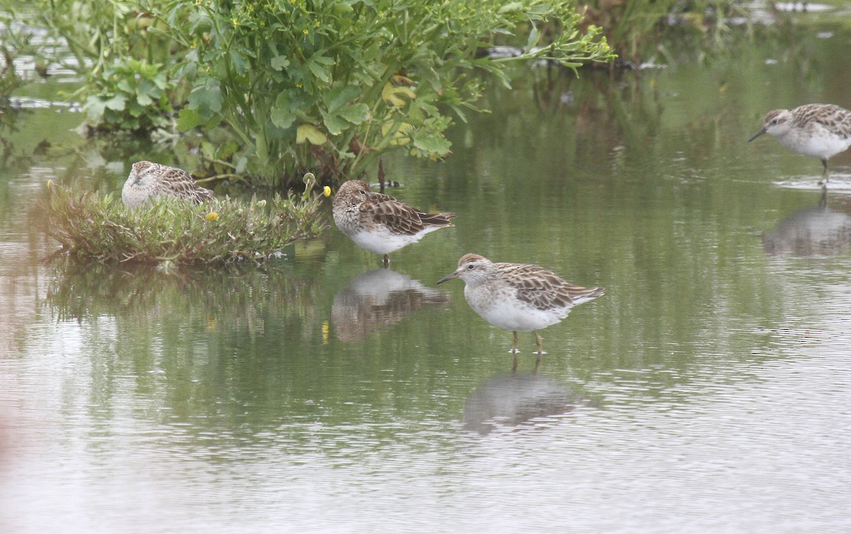 Дутыш - ML646676220