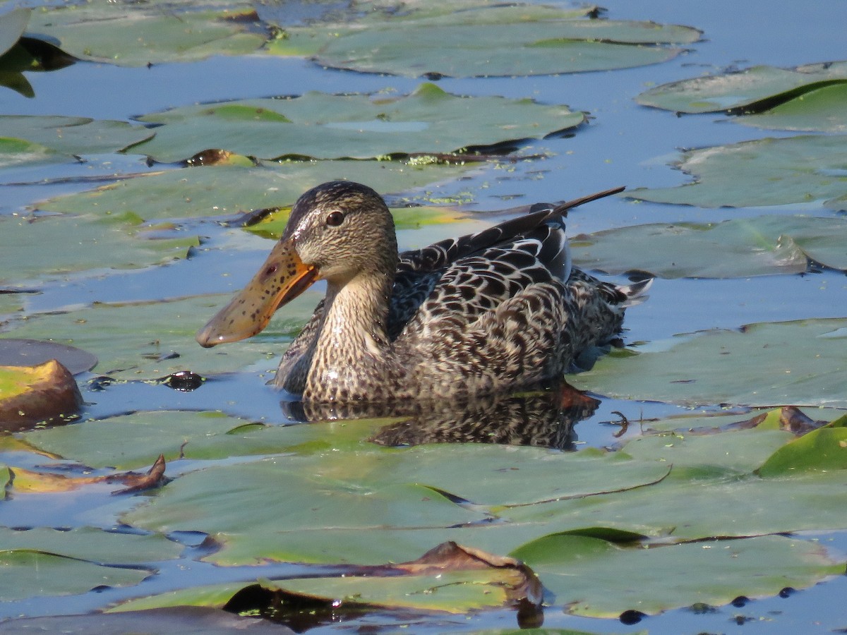 Широконоска - ML646676223