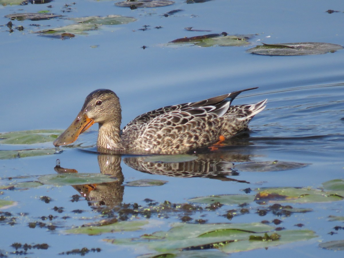 Широконоска - ML646676224