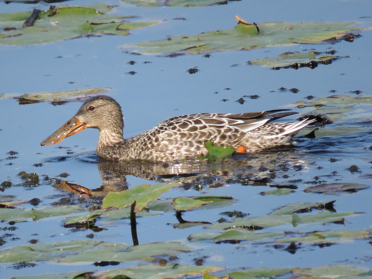 Широконоска - ML646676225