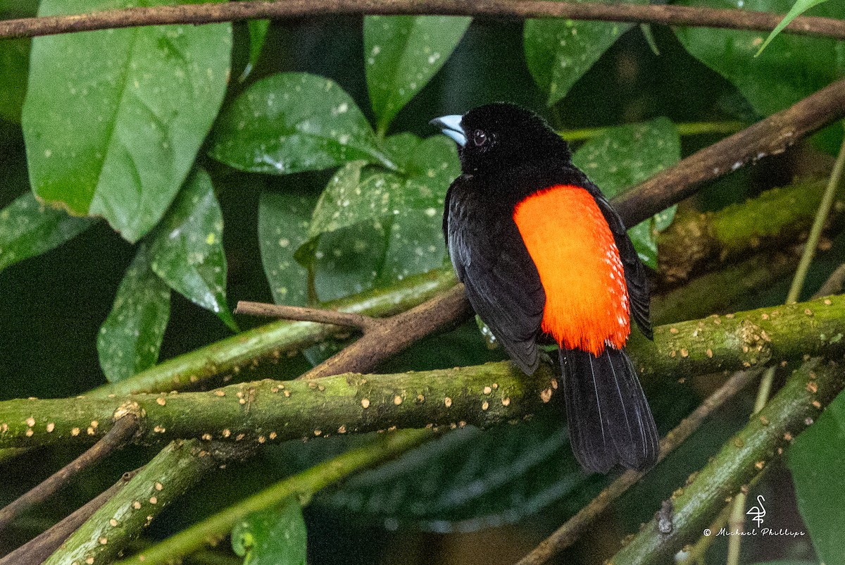 Гватемальский сереброклюв - ML646676226