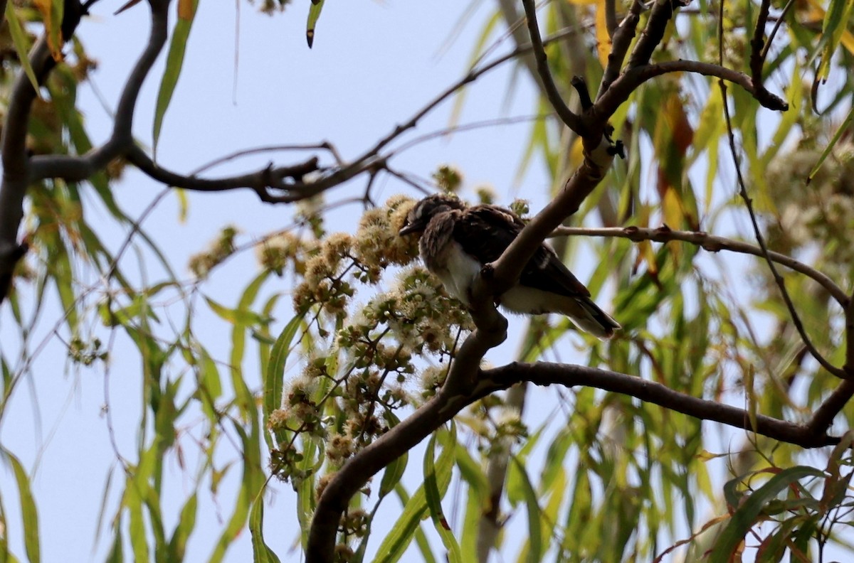 Bar-shouldered Dove - ML646676227