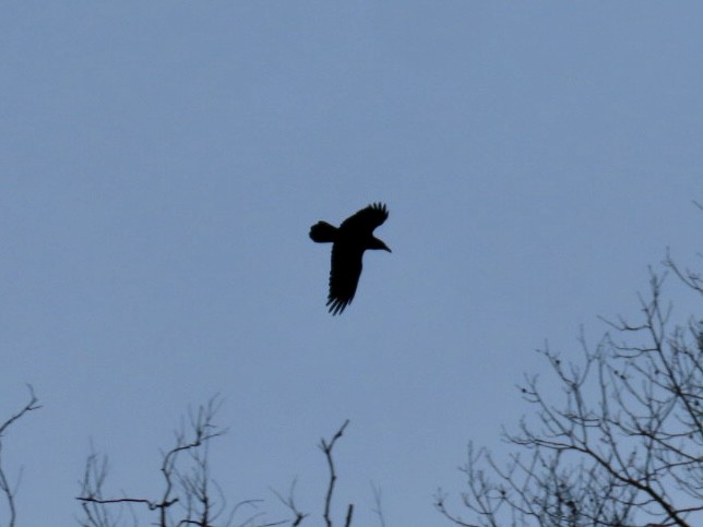 Common Raven - ML646676228