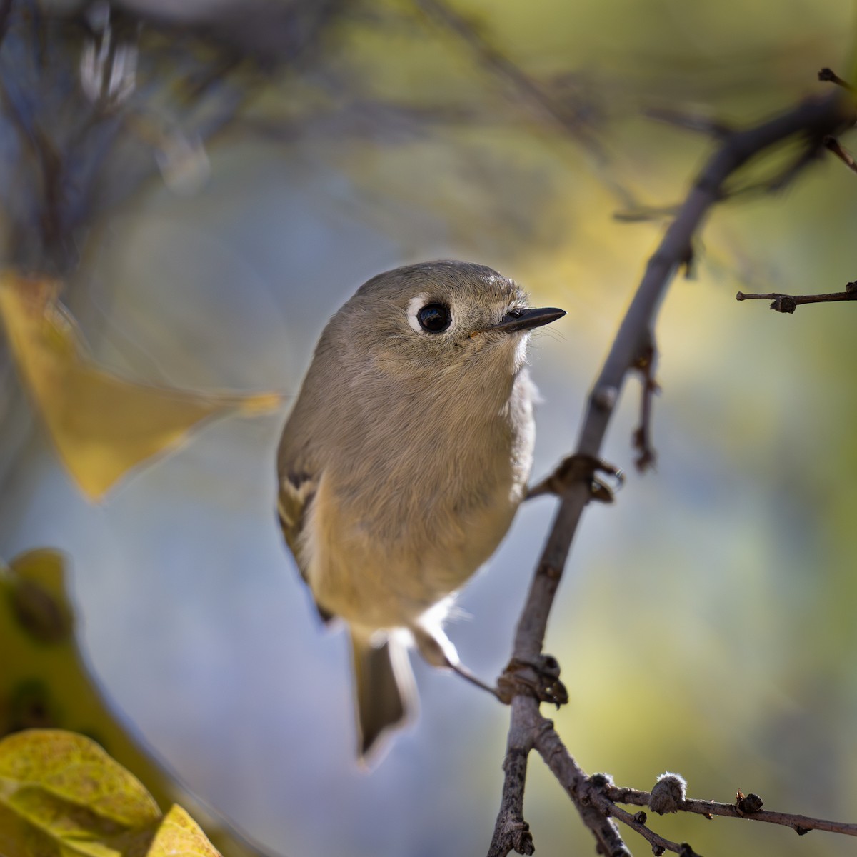 Ruby-crowned Kinglet - ML646676229