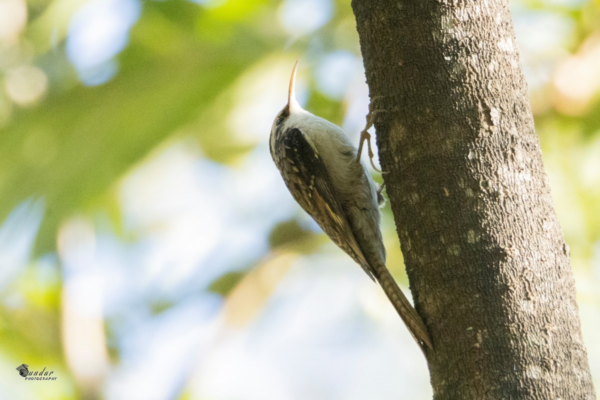 Bar-tailed Treecreeper - ML646676232