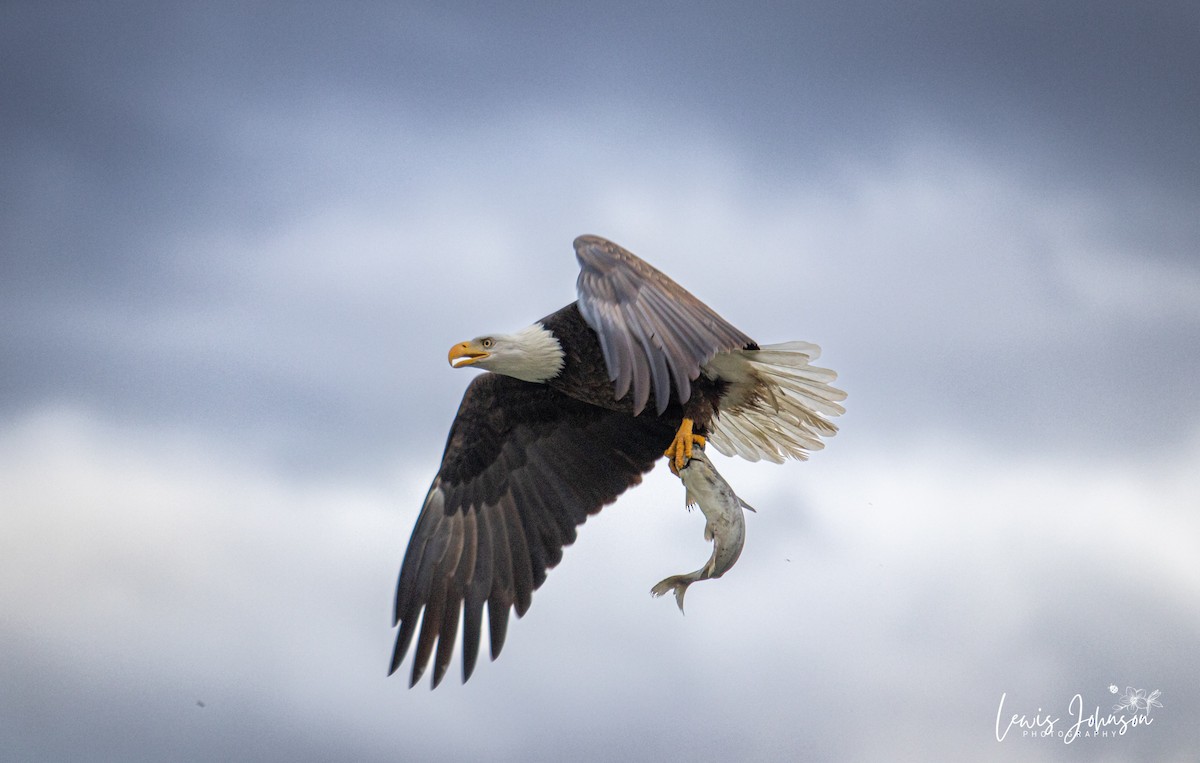 Bald Eagle - ML646676235