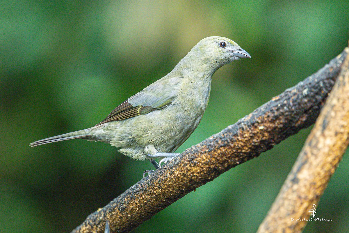 Tangara des palmiers - ML646676238