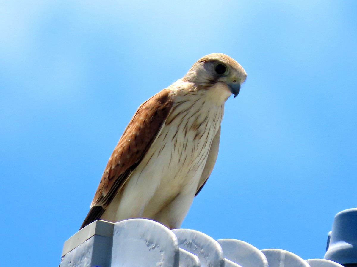 Nankeen Kestrel - ML646676239