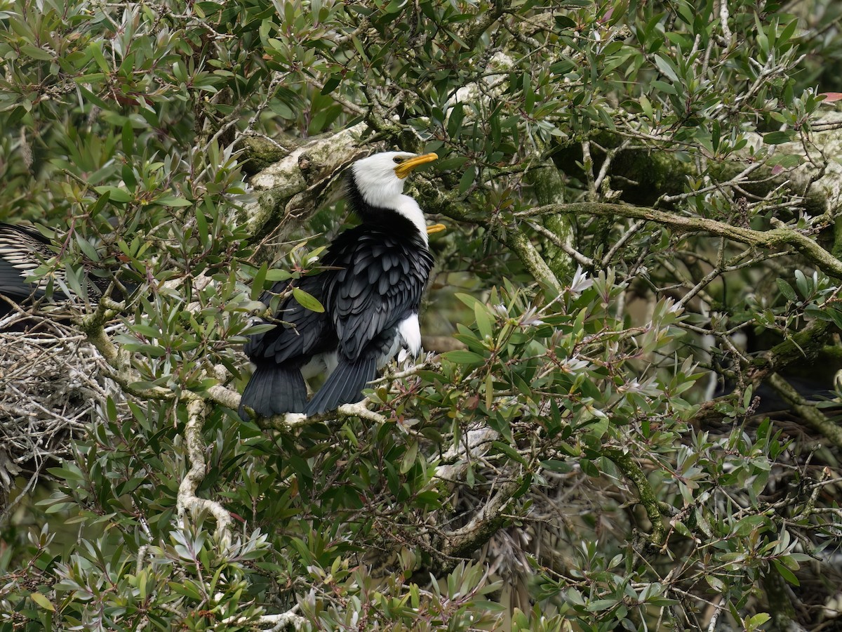 Cormorán Piquicorto - ML646676240