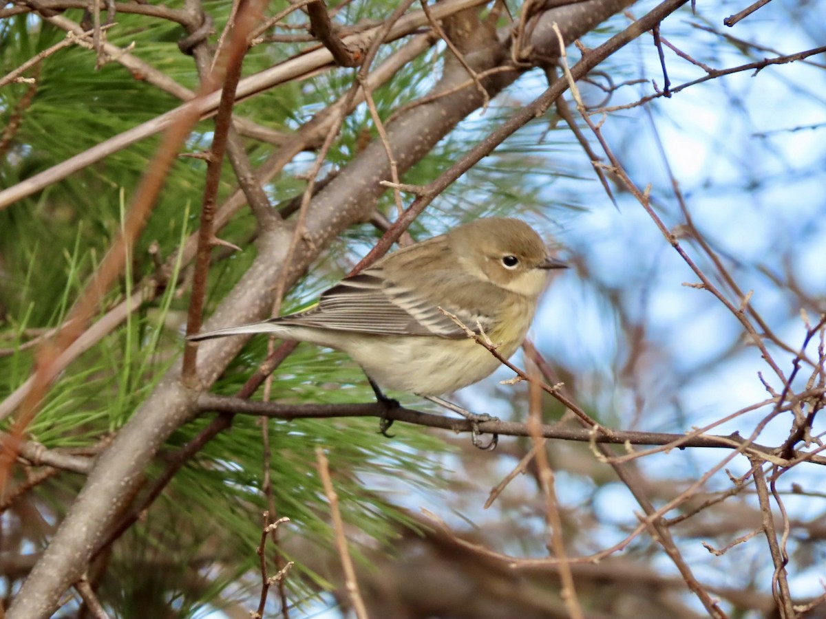 Yellow-rumped Warbler - ML646676244