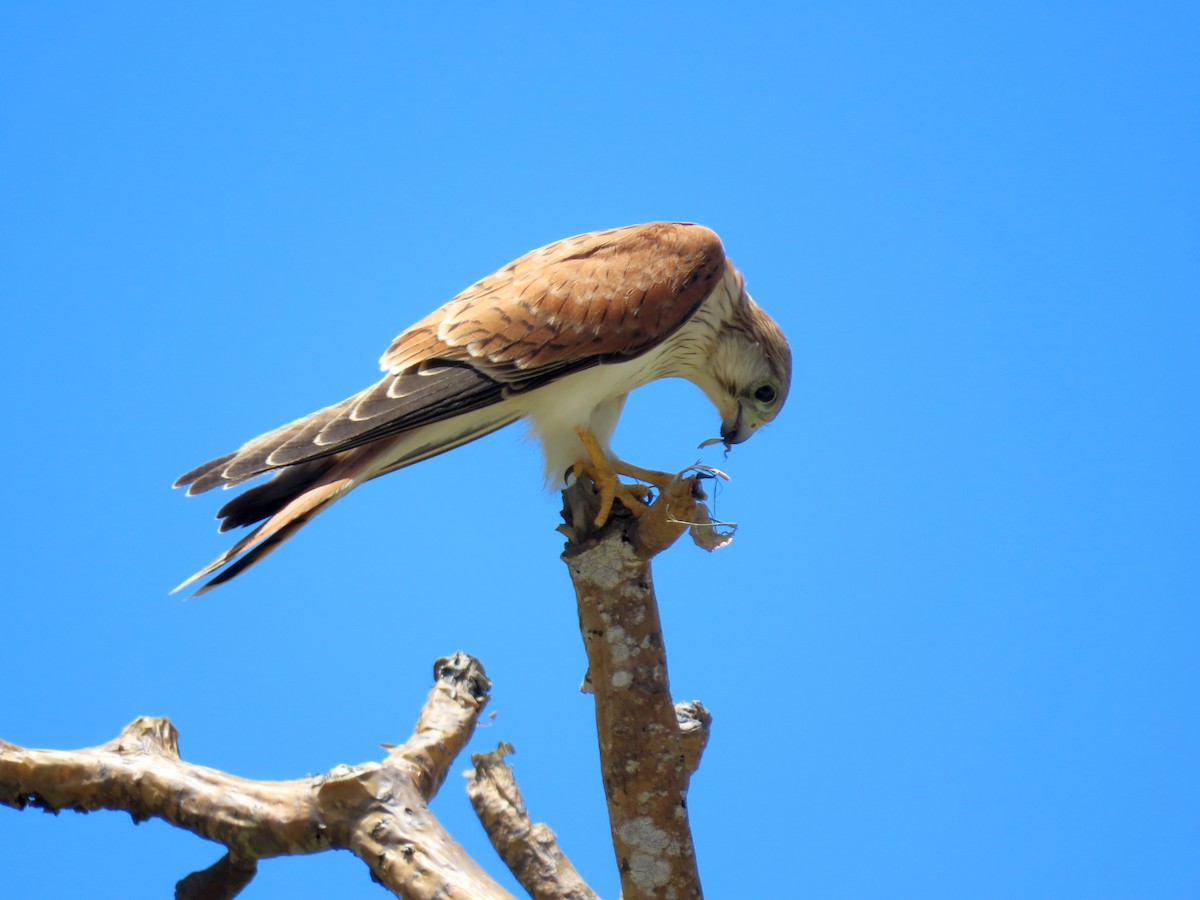 Nankeen Kestrel - ML646676245