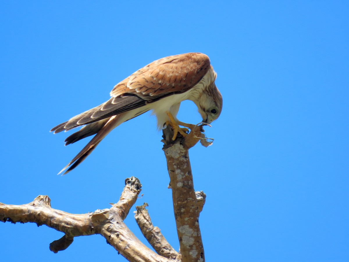 Nankeen Kestrel - ML646676246