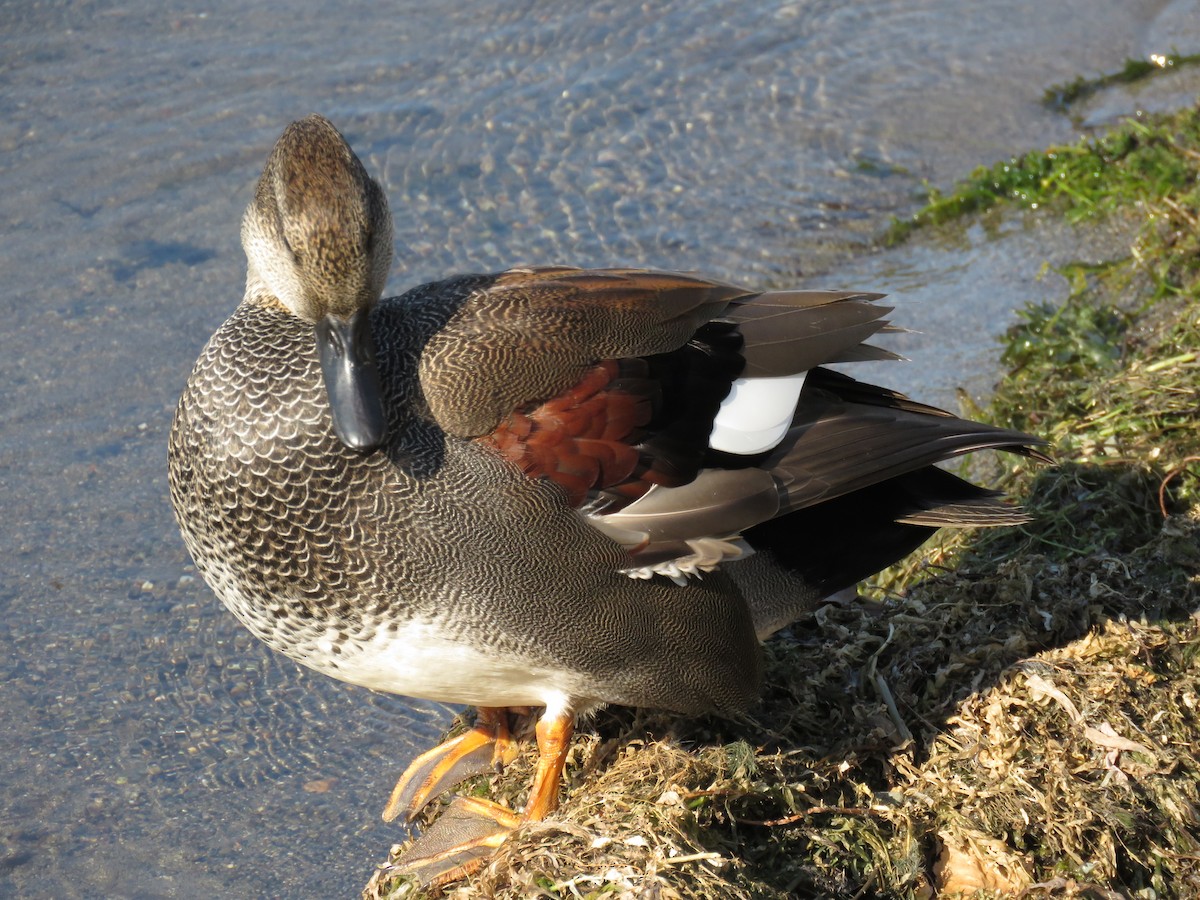 kopřivka obecná - ML646676247