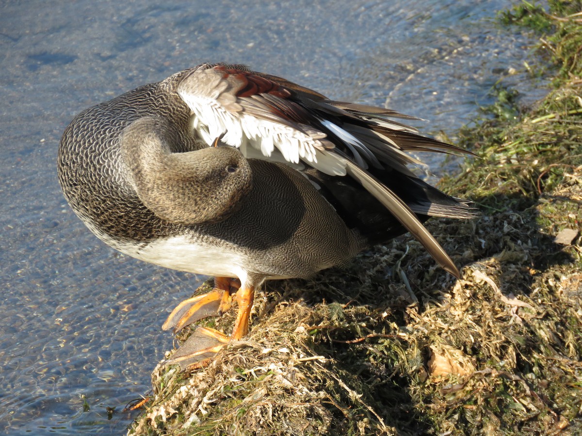 kopřivka obecná - ML646676248