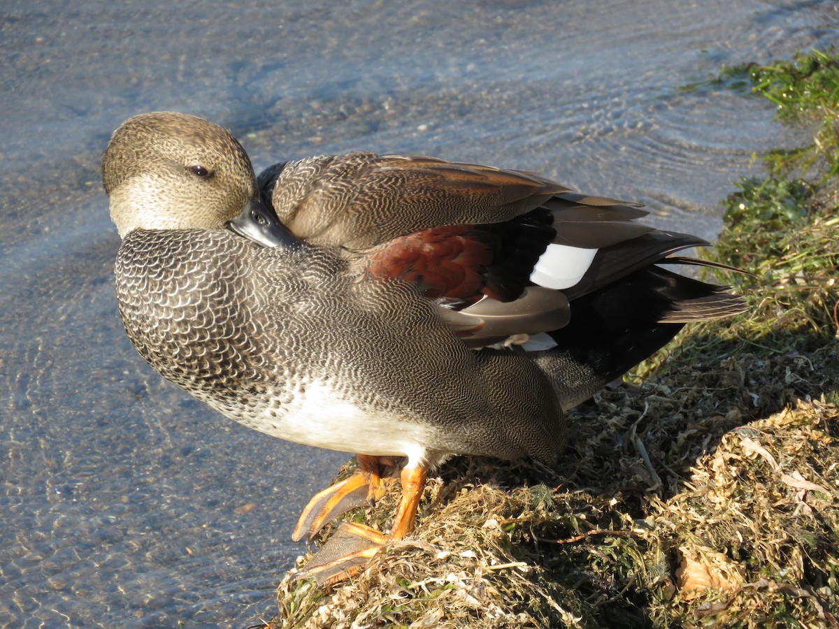 kopřivka obecná - ML646676249