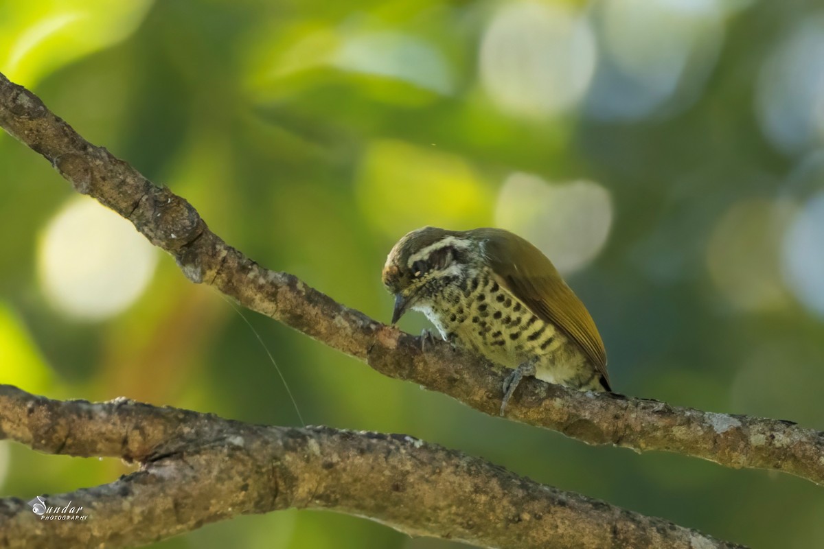 Speckled Piculet - ML646676254