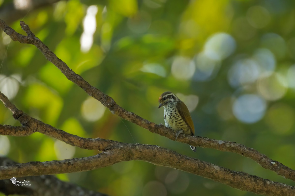 Speckled Piculet - ML646676255