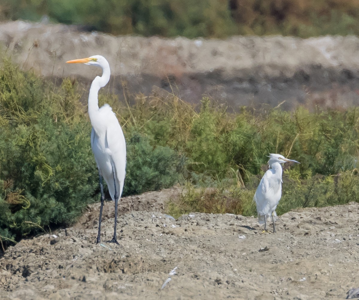 カラシラサギ - ML646676256