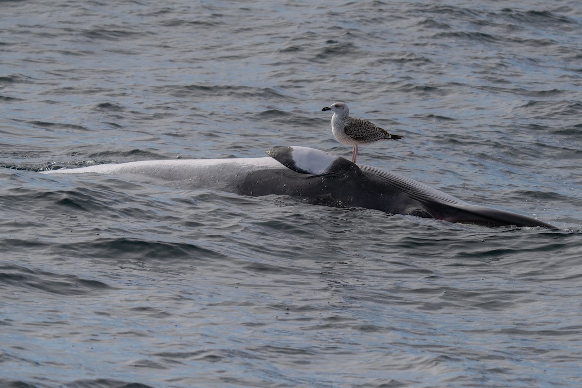 Great Black-backed Gull - ML646676257