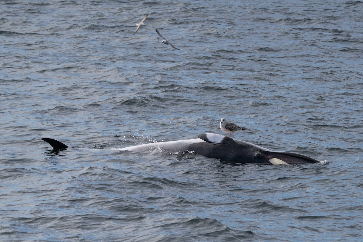 Great Black-backed Gull - ML646676258