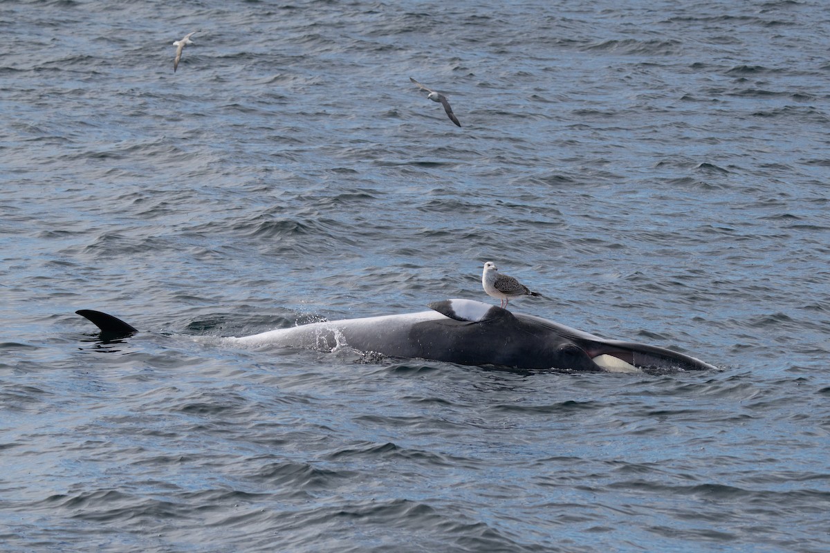 Great Black-backed Gull - ML646676259
