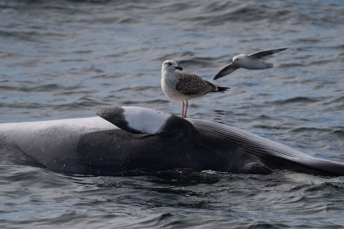 Great Black-backed Gull - ML646676260