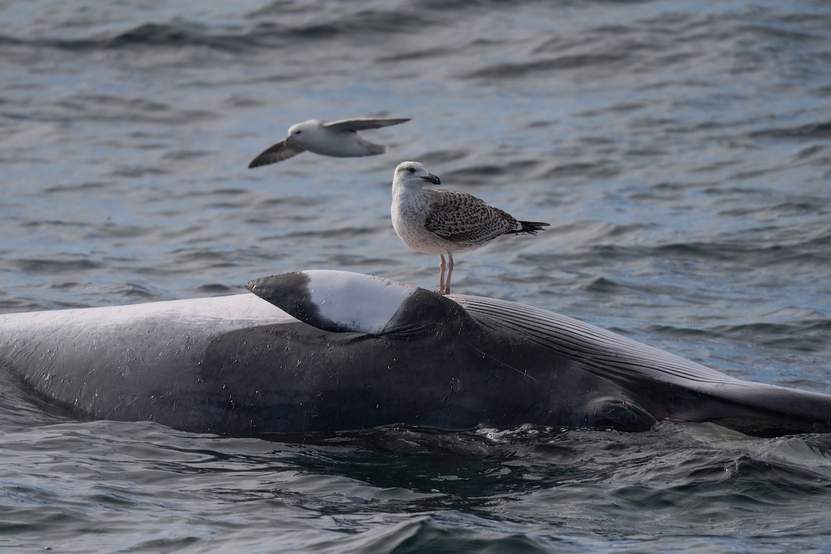 Great Black-backed Gull - ML646676261