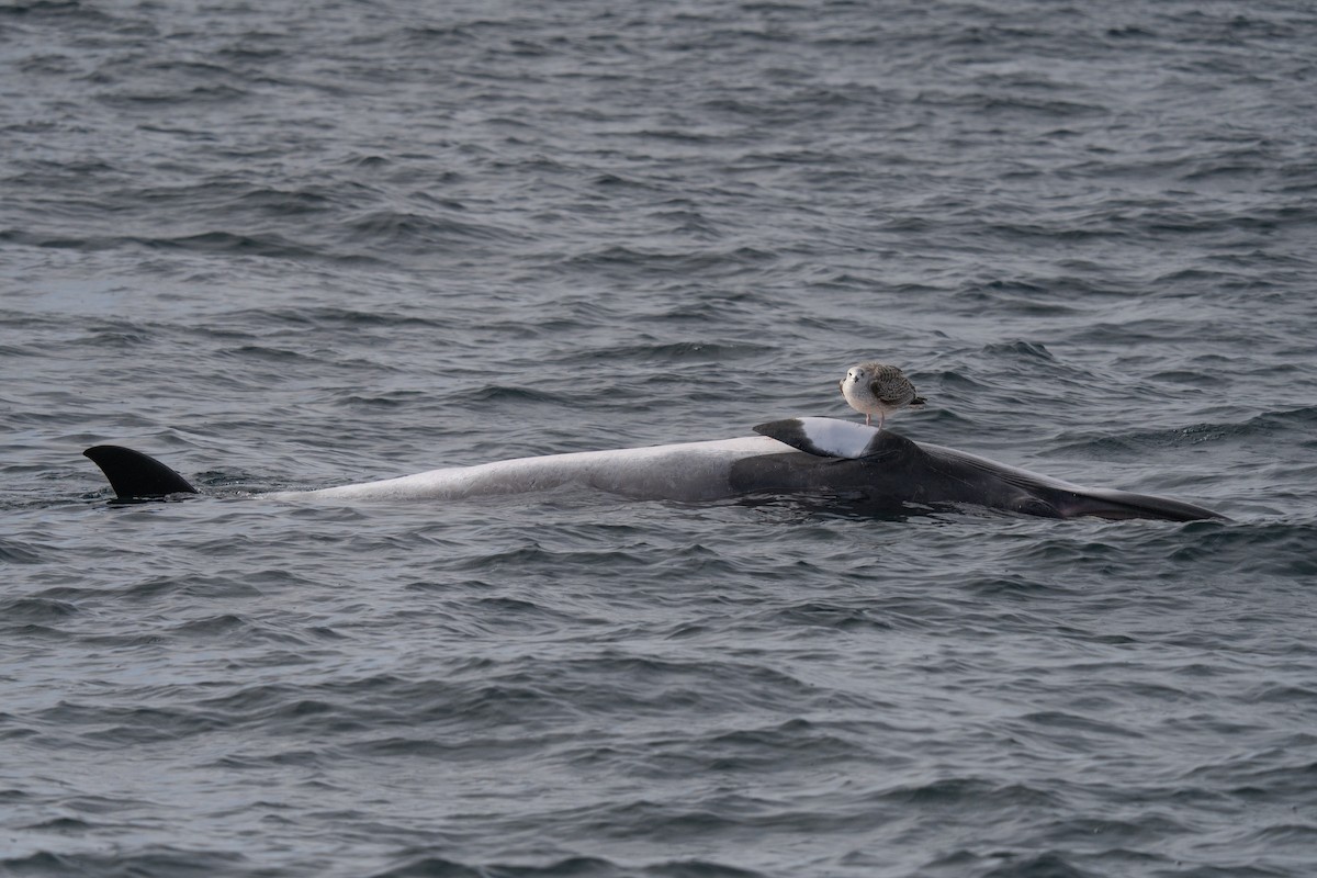 Great Black-backed Gull - ML646676262