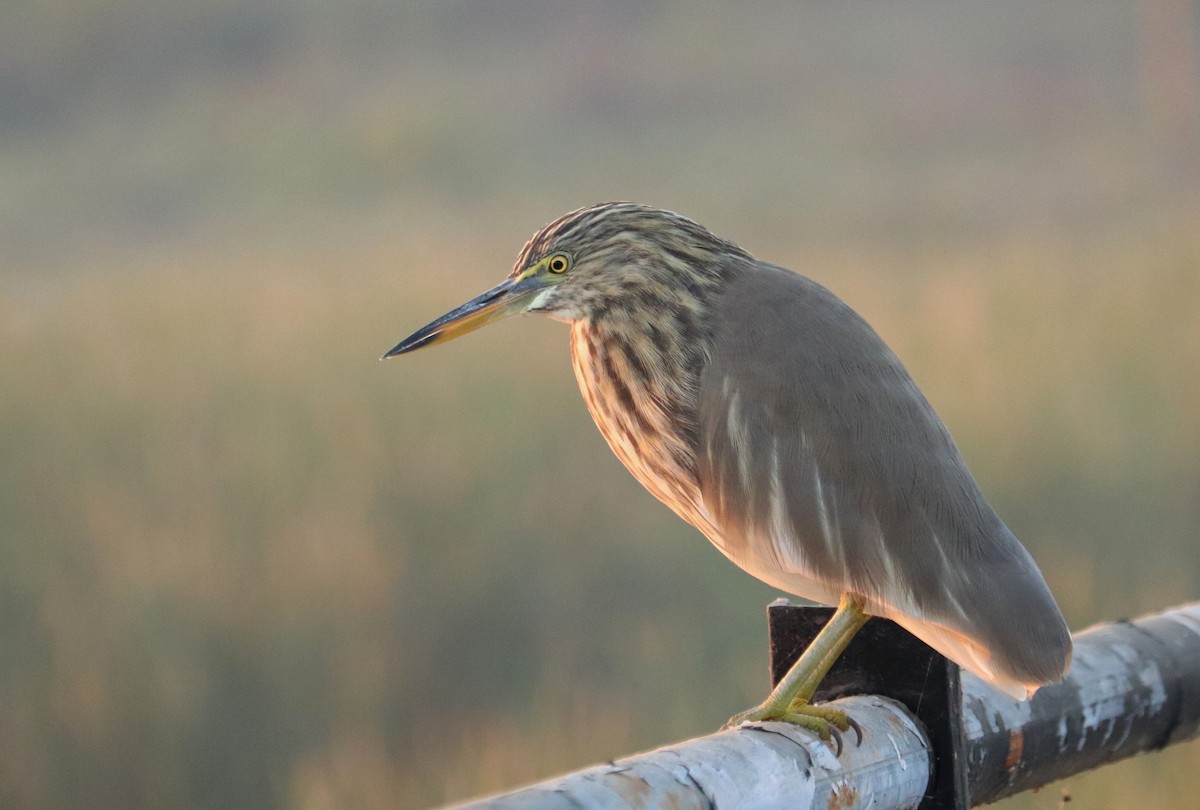 Indian Pond-Heron - ML646676263
