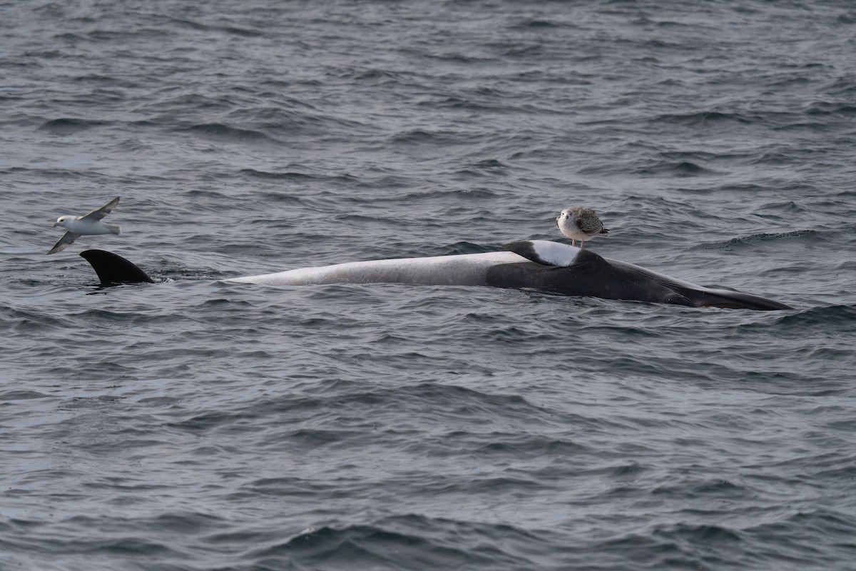 Great Black-backed Gull - ML646676264