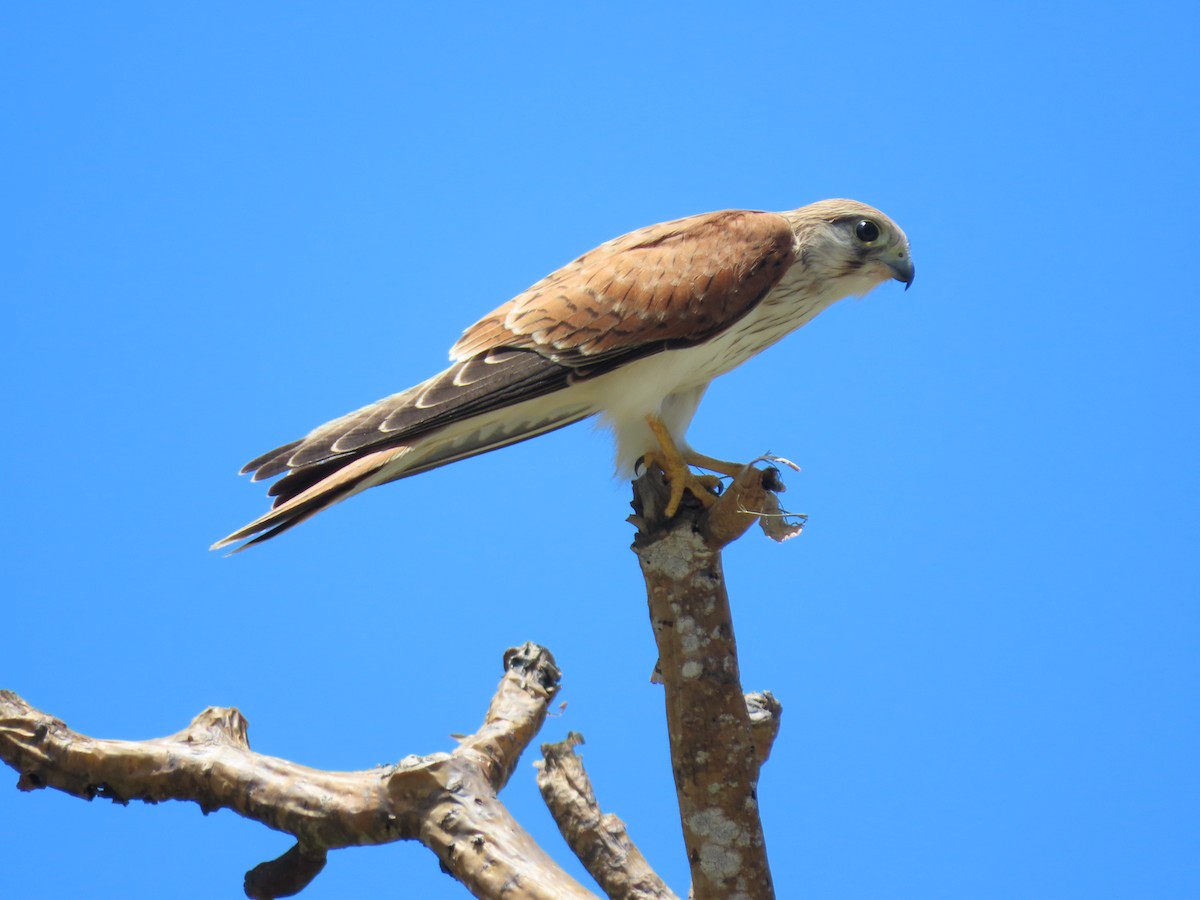 Nankeen Kestrel - ML646676266