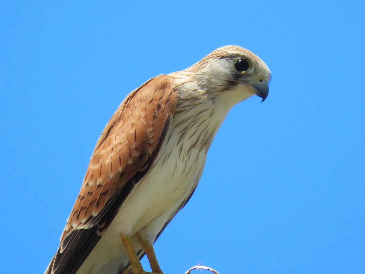 Nankeen Kestrel - ML646676267